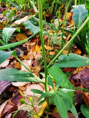 Erysimum cheiranthoides