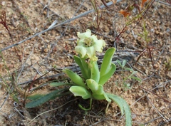 Ferraria macrochlamys macrochlamys