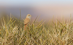 Curruca deserti
