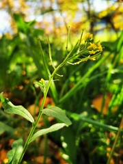 Erysimum cheiranthoides