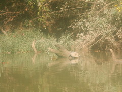 Graptemys geographica