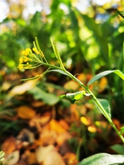 Erysimum cheiranthoides