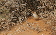 Curruca deserti