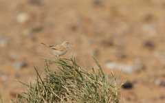 Curruca deserti