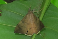 Oxyodes