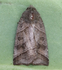 Ipimorpha retusa
