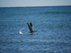 Pelecanus occidentalis