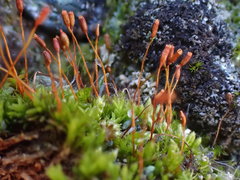 Tortula hoppeana