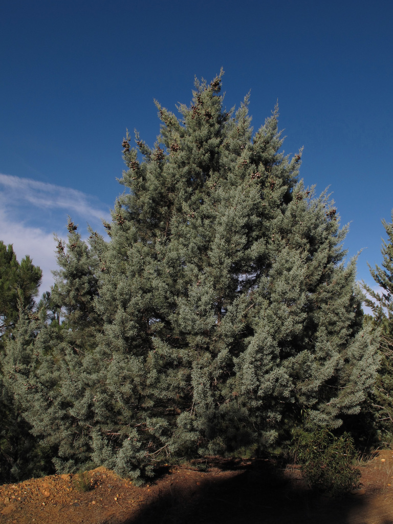 Smooth Arizona Cypress (LA Urban Forest Program) · iNaturalist
