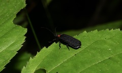 Lopheros fraternus