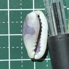 Erronea cylindrica