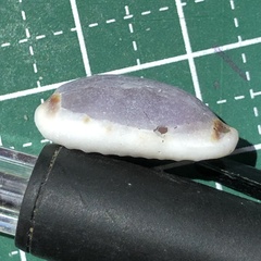Erronea cylindrica