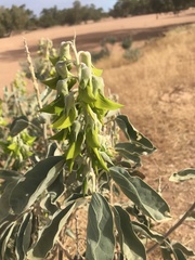 Crotalaria cunninghamii