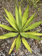 Agave univittata