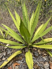 Agave univittata