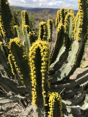 Euphorbia