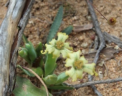 Ferraria macrochlamys macrochlamys