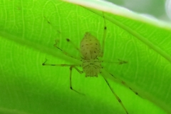 Scytodes pallida