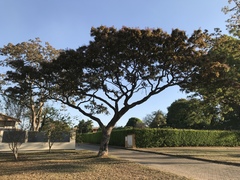 Pterodon emarginatus