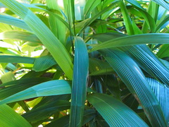 Setaria palmifolia