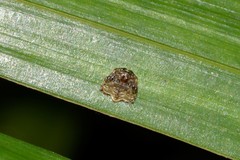Arkys speechleyi