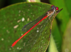 Telebasis digiticollis