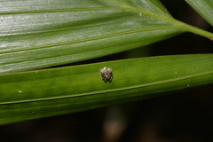 Arkys speechleyi