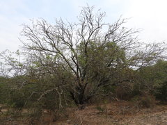 Prosopis ruscifolia