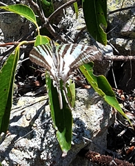 Protographium leosthenes