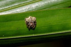 Arkys speechleyi