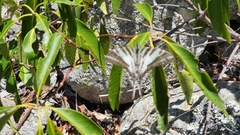 Protographium leosthenes