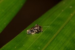 Arkys speechleyi
