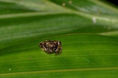 Arkys speechleyi