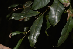 Beilschmiedia elliptica