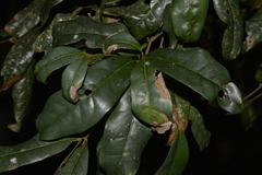 Beilschmiedia elliptica