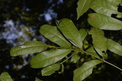 Beilschmiedia elliptica