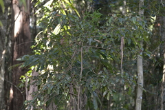 Beilschmiedia elliptica