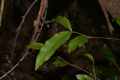 Melodinus australis