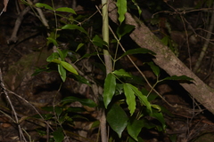 Melodinus australis