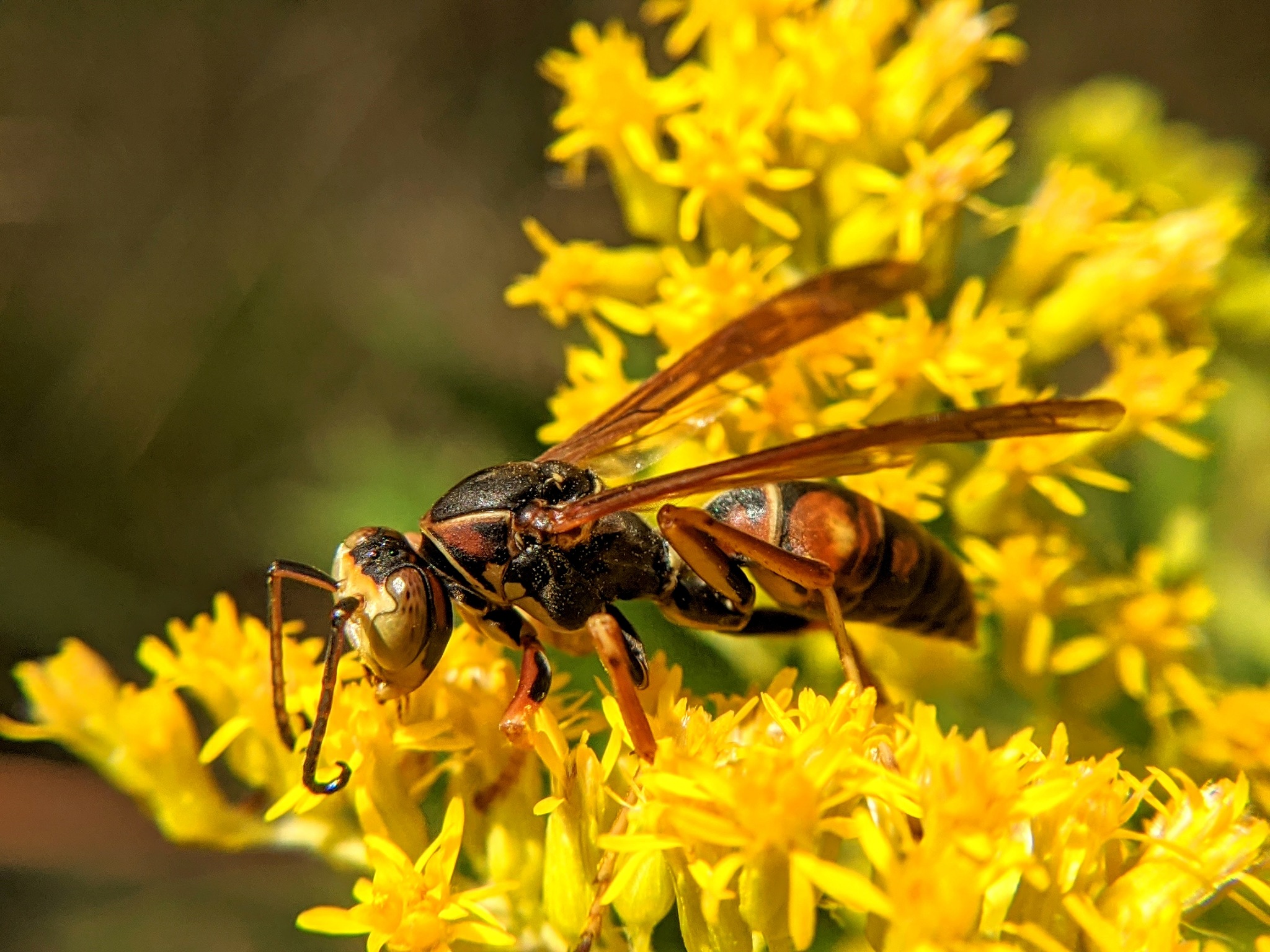 Respect Wasp and Hornet Nests in the Forest: Managing People, Not Killing Wildlife Respect Wasp and Hornet Nests in the Forest: Managing People, Not Killing Wildlife
