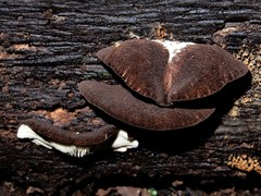 Crepidotus fuscovelutinus image