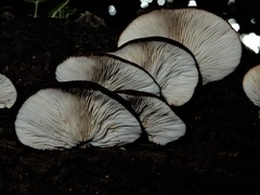Crepidotus fuscovelutinus image