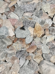 Brachycera
