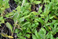 Tetragonia implexicoma