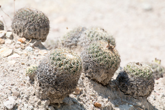 Coryphantha retusa