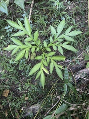 Amorphophallus henryi