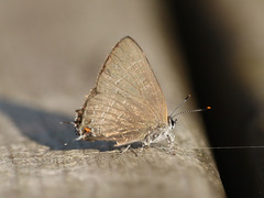 Satyrium liparops
