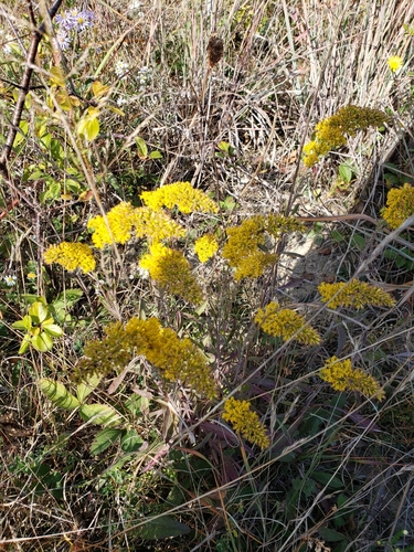Gray goldenrod (Solidago nemoralis)