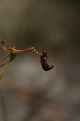 Drakaea livida