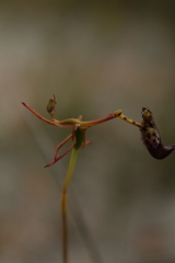 Drakaea livida